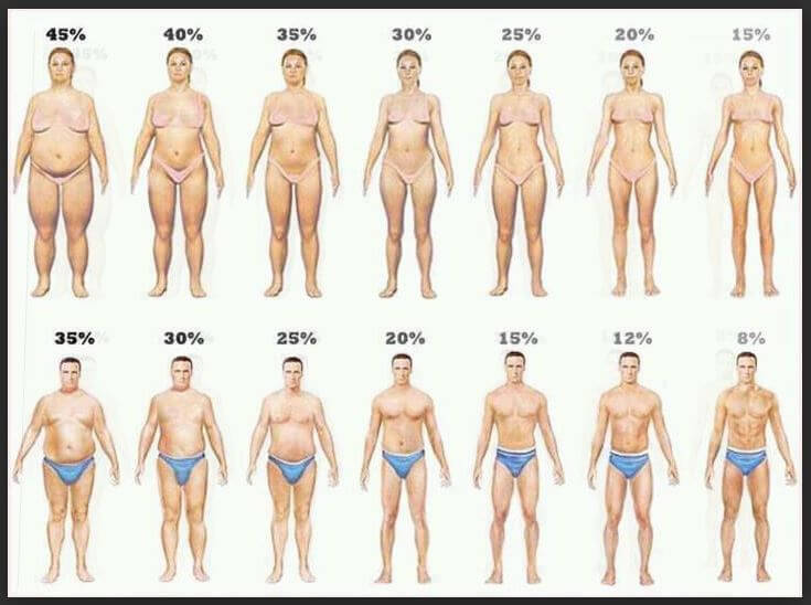 12 Percent Body Fat Diet